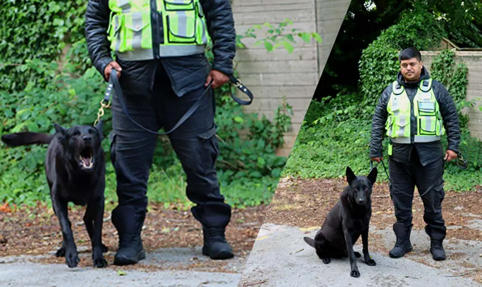 Canine Security Services Video