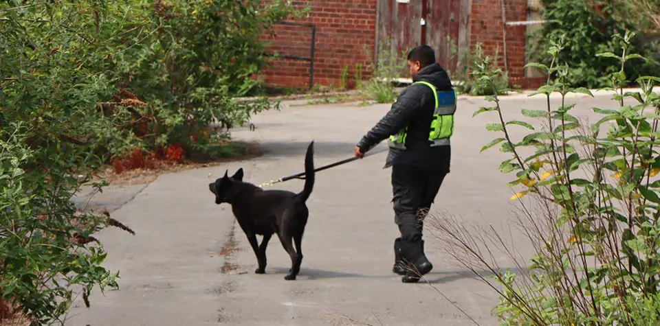 Highly Trained, Qualified, and Trusted Security Dog Handlers