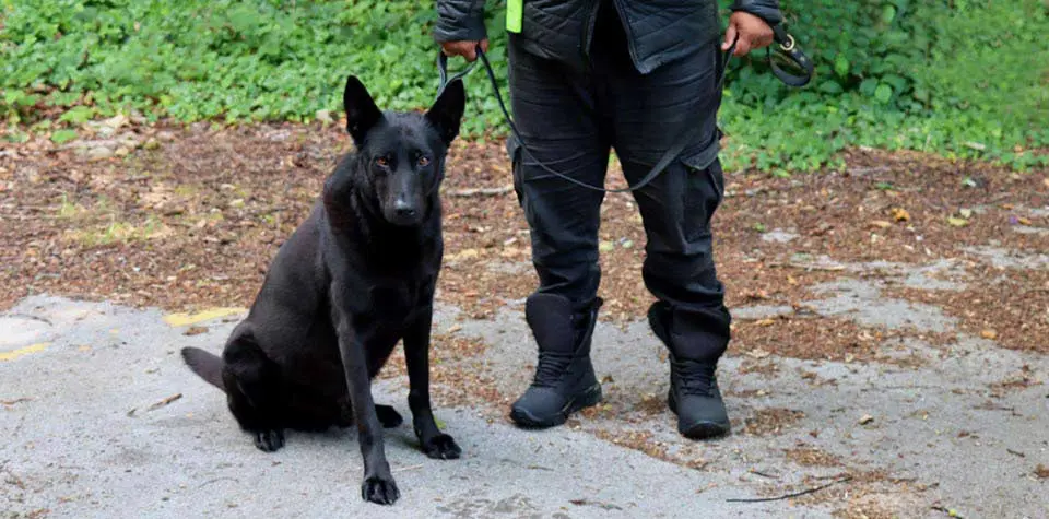 Specialist Sniffer & Search Dog Handlers