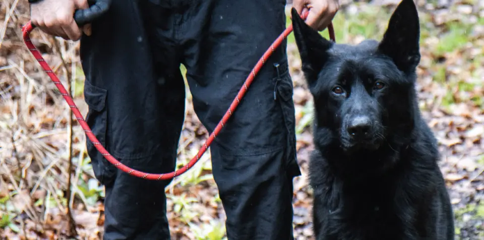 A Research-Proven Crime Deterrent With Canine Security