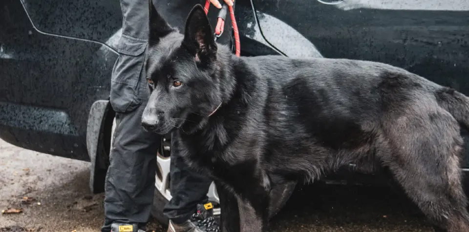Canine Security Mobile Units For A Visible Deterrent