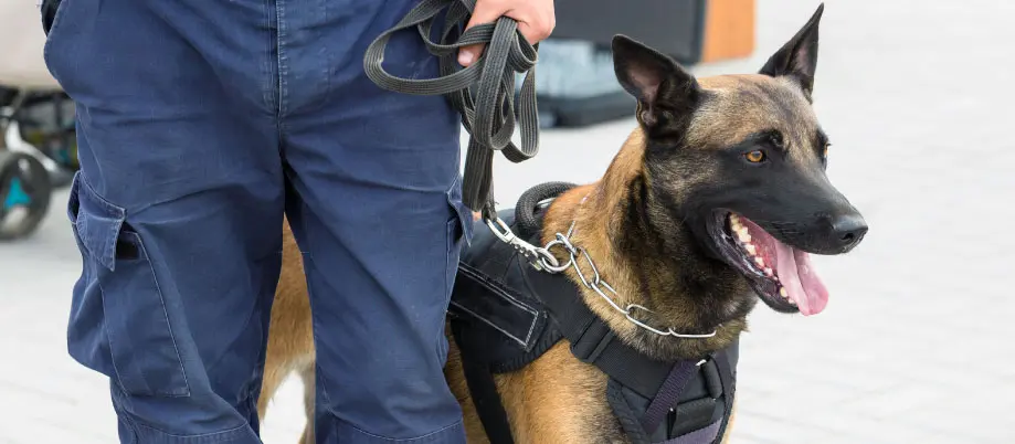 Why Choose ProFM Group For Canine Security Teams