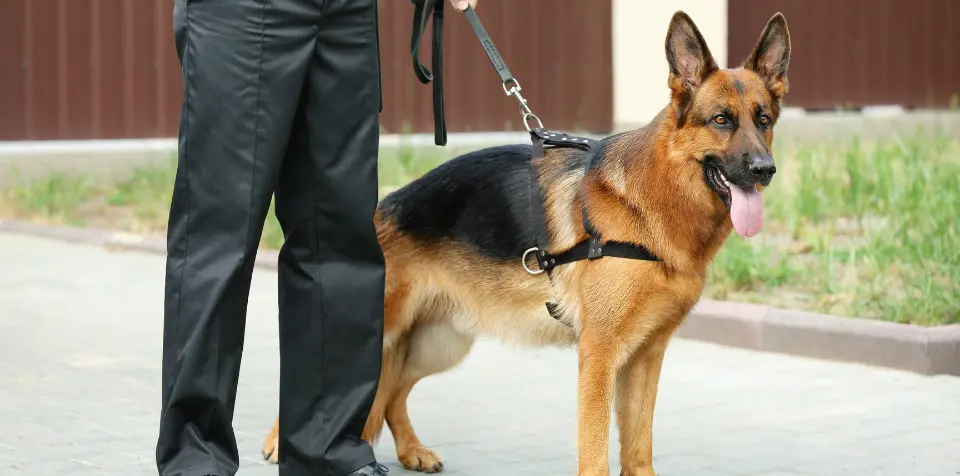 rapid response security