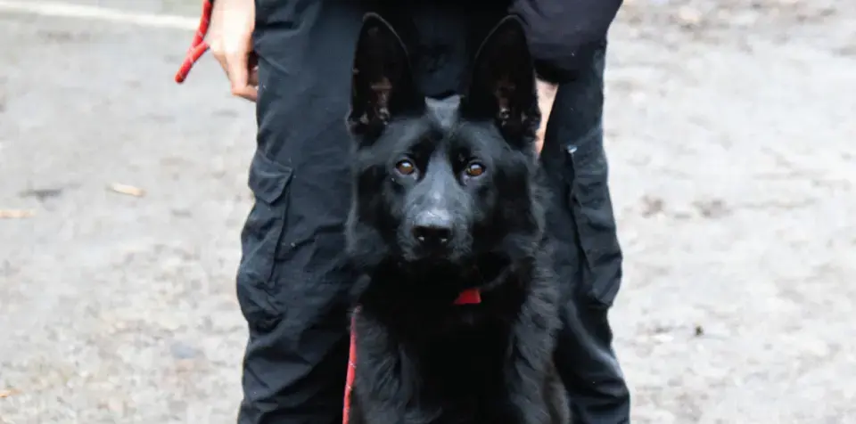 Detection Canines Designed For Aviation