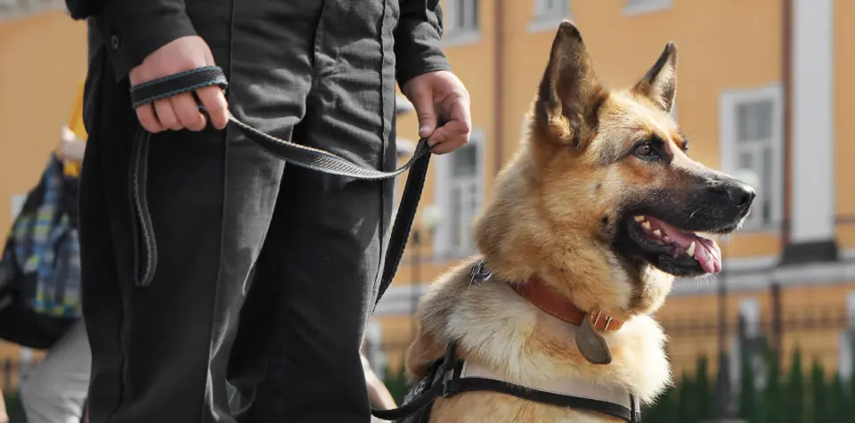 Canine Handling Officers For All Party Events