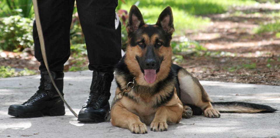 Agricultural Canine Security Services