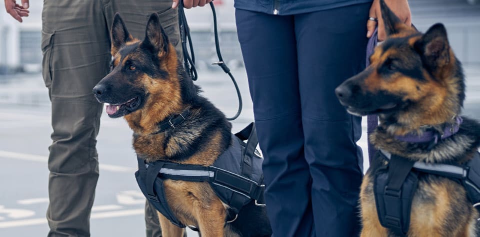 Canine Handlers and Security For Pharmaceutical Sites and Factories