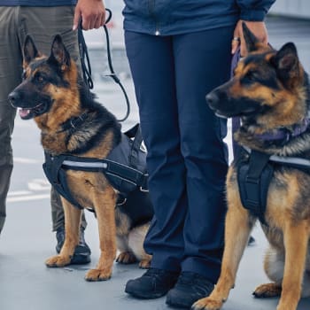 Canine Security Services